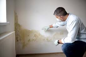  Clever, MO Mold Remediation Pros